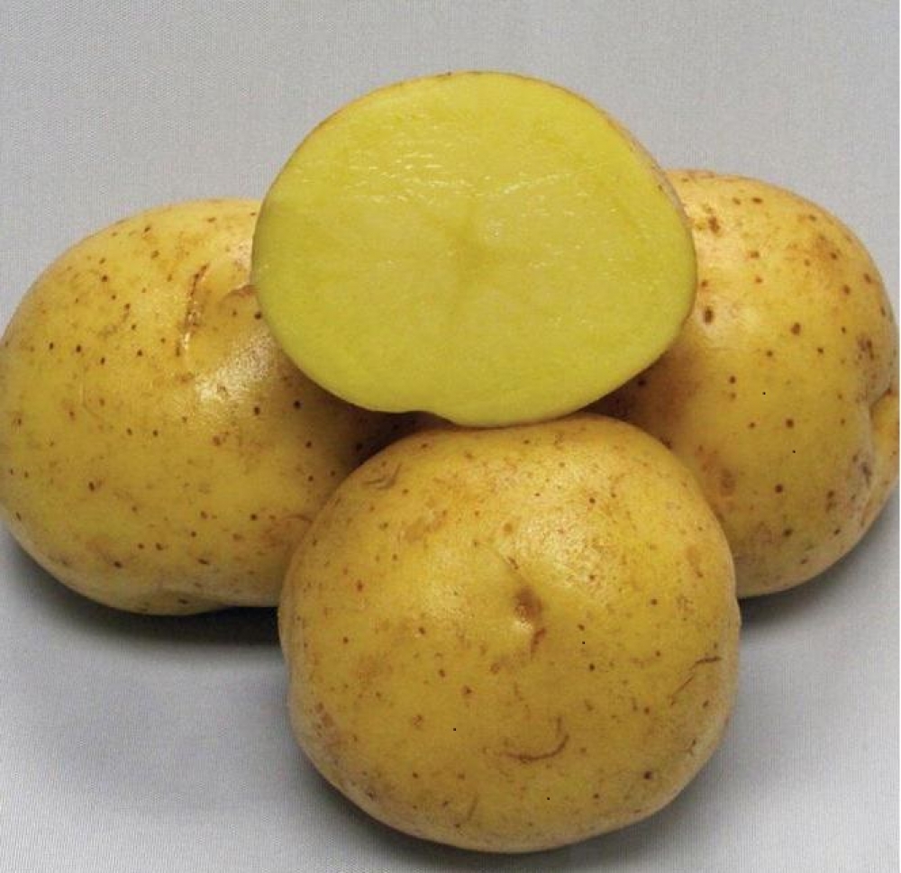 Картофель округлой формы. Сорт картофеля Коломбо. Картофель сорт Коломба. Сорт картошки Коломбо. Семена картофеля Коломбо.