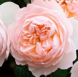 Роза Ганимеда - центифольная/90-110см/белая с нежно-розовым или кремовым оттенком