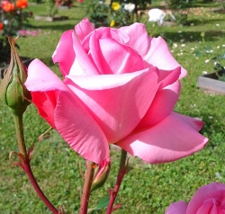 Роза Гасфорта - чайно-гибридная/100-130см/ярко-розовая