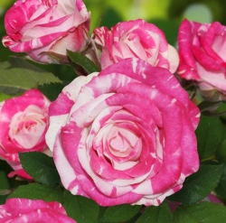 Роза Пинк Флеш - спрей (мини-роза)/40-60см/розовая с белыми и светло-розовыми штрихами