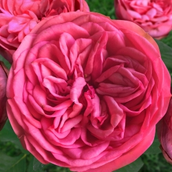Роза Анданте - центифольная (столепестковая)/100-130см/ярко-розовая