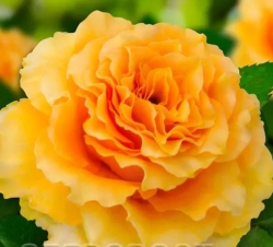 Роза Дива-чайно-гибридная/50-70см/ярко-желтая