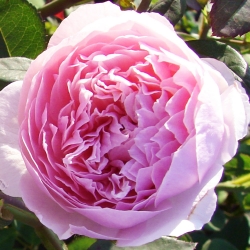 Роза Лира - шраб (кустовая)/100-135см/холодный розовато-сиреневый оттенок