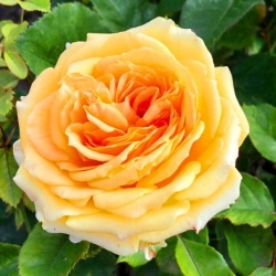 Роза Санта Бьянка - флорибунда/80-100см/нежного карамельная