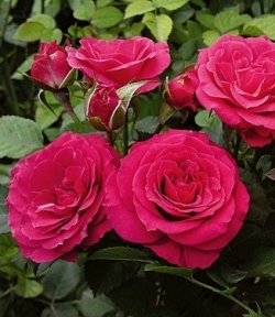 Роза ХиХо - спрей/1м/махровая/карминно-розовая