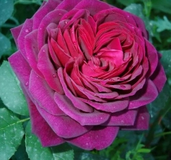 Роза Ампир - шраб (кустовая)/100-150см/фиолетово-бордовая