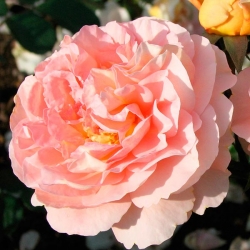 Роза Гранд де Шьен - шраб (плетистая)/75-95см/нежно-розовая слегка с персиковым оттенком