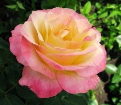 Роза Глория Дей чайно-гибридная 120-150 см.желтая