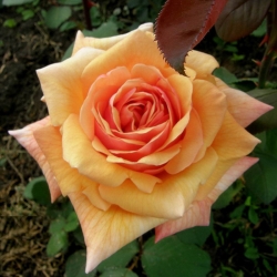Роза Карамельная Мечта - чайно-гибридная/70-80см/насыщенно-желтая до персикового
