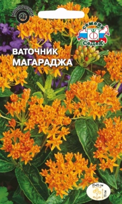 Ваточник Магараджа (вид клубненосный, ярко-оранжевый) СеДеК