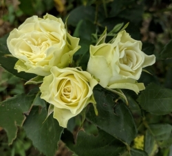 Роза Лувиана - спрей (мини-роза)/60-70см/цвет зеленого чая